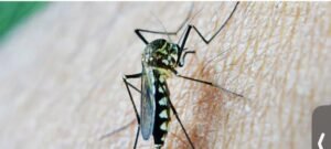 chikungunya-Busqueda-de-Google